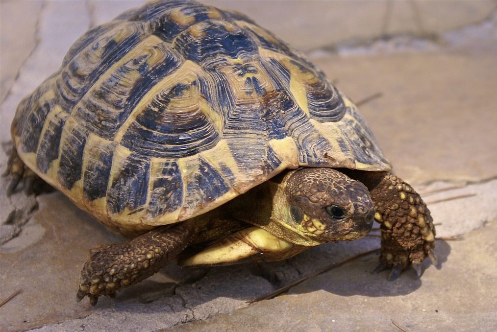 tortue